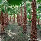 نخل الزينه واشنطني نخيل زينه واشنطنيا