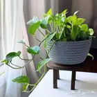 نبات البوتس