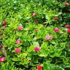 مشتل تنسيق الحدائق ابوعوض لله لبيع الشتلات والزهور