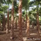 نخل واشنطني