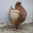 انثى مودينا ماشاء الله