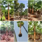 نخل واشنطني وشنطن واشنطوانيا زينه للبيع