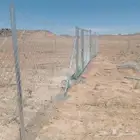 نقوم بتوريد جميع أنواع النخيل الوشنطني والعربي