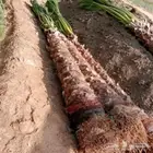 نخيل واشنطني زينه لبيع