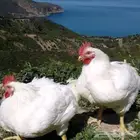اعلان بيع دجاج لحم حي