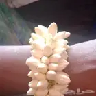 محل بيع الفل الرياض