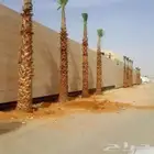 نخل واشنطن وعربي مثمر جميع المقاسات متوفره يوجد توصيل لجميع