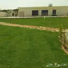 ثيل اسباني ثيل سي الفين ثيل فرنسي جميع انواع الثيل موجوده