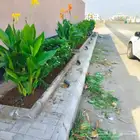 تنسيق حدائق جده