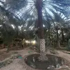 أعمال النخيل