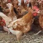 ديكة بلدية للبيع