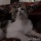 قطط للتبني