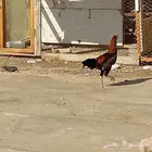 البيع دجاج بكستاني