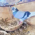 طير بكستاني دوباز قلابي للبيع حد 50