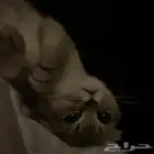 ذكر سكوتش فولد للبيع