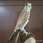 ابي طير شبوط مجاني طيري انحاش