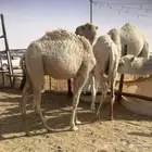 بكار مفاريد