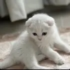 قط ذكر لبيع