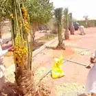 نخل للبيع متواجد في عسير جيزن