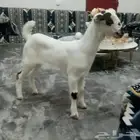 جفره بيشه داغور