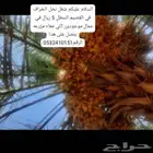 نخيل للبيع