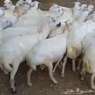 ضان دفيع قرايب جروم العدد 100 المولدات 10 الفحول فيها 3