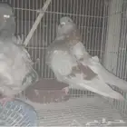 حمام كشكش مستوى فاخر عرض عليهم 180ريال