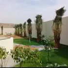 نخيل عربي نخيل واشنطني