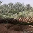 يوجد لدينا قسم خاص لنخيل العربي والواشنطني