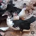 بط (بح) للبيع يوجد كميه
