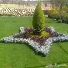 تيل طبيعي مشتل زراع طبيعي