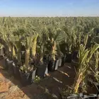 نخل فسايل وشتلات في مراكن