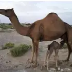 إستمرار
