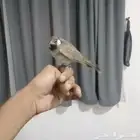 بلبول اليف هدد البيع على اخر سومه