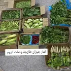 ثمار جيزاني طازجة وصلت اليوم