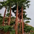 يوجد لدينا نخل واشنطن زينه بجميع المقاسات ونقوم بعمال التراث