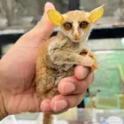 بوش بيبي