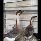 للبيع وز عراقي