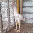 ديك شامو الماني