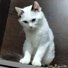 قط ذكر للتبني العاجل اهم شي مخافه الله فيه