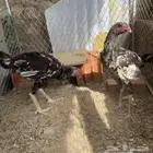 ديكين ودجاجه سنود للبيع