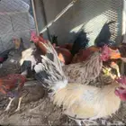 دجاج للبيع موقع بيشه