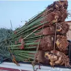 نخيل واشنطني