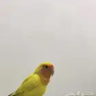 ببغاء عصفور روز لونه اصفر ضايع ملحق سلطانه