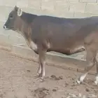 بقره عجله سويسريه