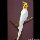 كروان لاتينو