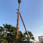 يوجد لدينا نخل واشنطني زينه امريكي بكل المقاسات وبسعار مناسب