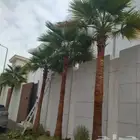 نخل واشنطنيا وشجار زينه