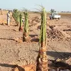 توريد وغرس نخيل عربي مثمر وزينه