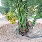 نخيل للبيع وشاري يسوم جمله وتفرد حتا واحده